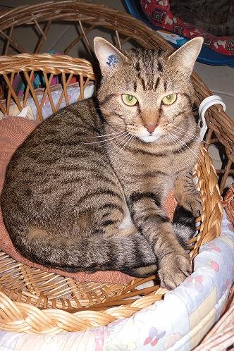 Photo de Cronos, CHAT Europeen Tabby brun