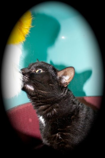 Photo de Etnik, CHAT Europeen Noire