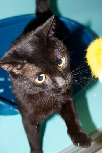 Photo de Zorro, CHAT Europeen Noir