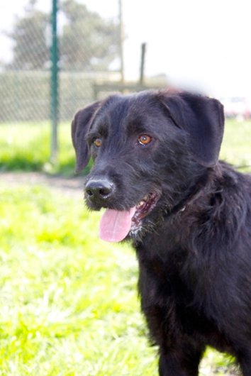 Photo de Guimmie, CHIEN X griffon Noire