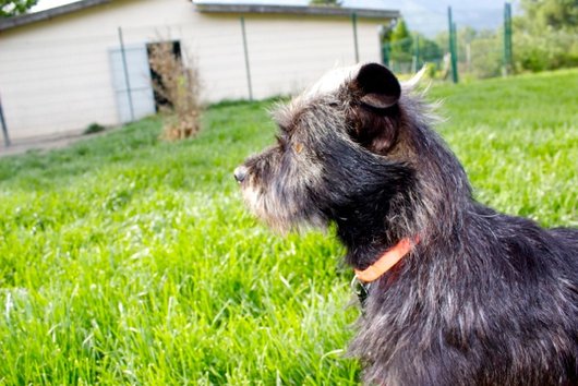 Photo de Mogwai, CHIEN X cairn terrier Noir