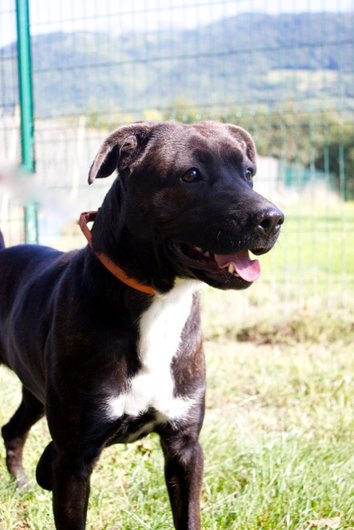 Photo de Gucci, CHIEN X cane corso Bringe noir