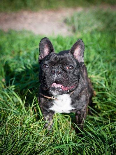 APAGI - Zed, CHIEN Bouledogue Français à la robe Noir Bringé