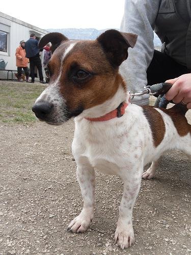 Photo de Grizzly, CHIEN X jack rusell Blanc mouchetee marron