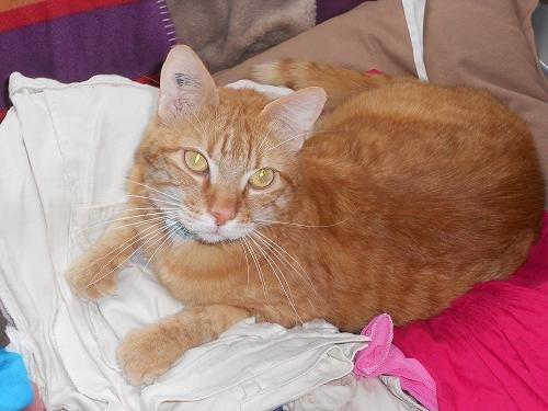 Photo de Blop, CHAT Europeen Roux