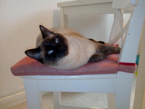 Photo de Hobie, CHAT X siamois Seal point
