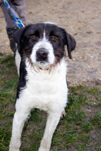 Photo de Helios, CHIEN X griffon Noir et blanc