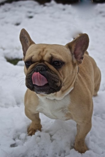 Photo de Eros, CHIEN Bouledogue francais Fauve