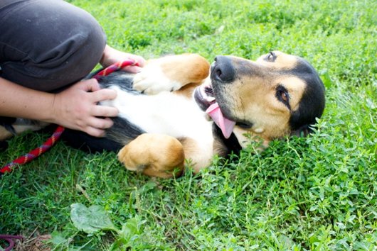 Photo de Kaya, CHIEN X ariegeois Noir et feu etoile