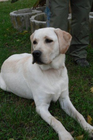 Photo de Poncho, CHIEN Labrador Sable