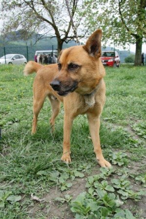 Photo de Dagobert, CHIEN X malinois Fauve masque noir
