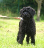 Photo de Hita, CHIEN Griffon x briard Noire