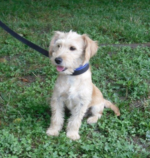 Photo de Ewok, CHIEN X griffon Beige