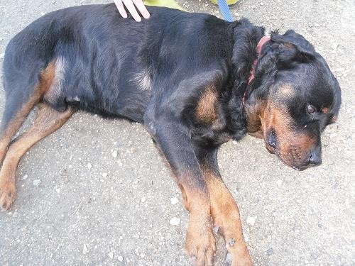 Photo de Taz, CHIEN Rottweiler Noire et feu