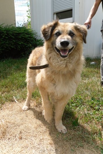 Photo de Oslo, CHIEN X berger catalan Fauve charbonnee