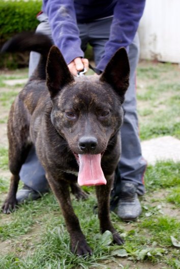 Photo de Ghost, CHIEN Kai inu Bringe