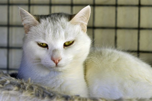 Photo de Hakita, CHAT Europeen Blanche