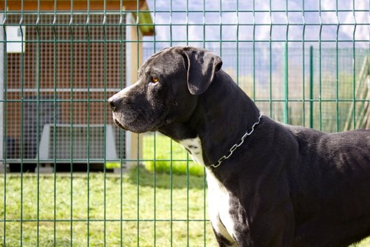 Photo de Sultan, CHIEN X cane corso Noir