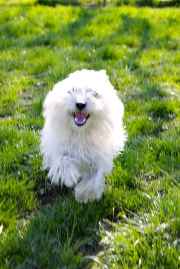 Photo de Hippo, CHIEN X cairn terrier Blanc et beige