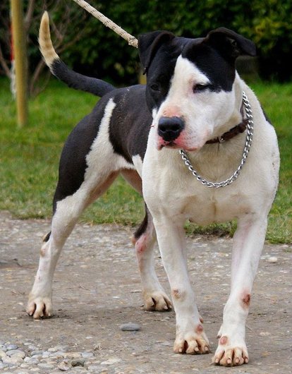 Photo de Vicky, CHIEN American staffordshire terrier Noire et blanche