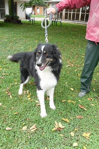 Photo de Lycos, CHIEN Xborder collie Tricolore