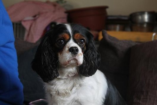 Photo de Sissou, CHIEN Cavalier king charles Tricolore