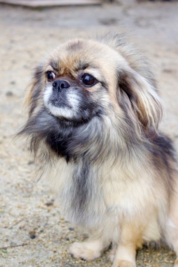 Photo de Etoile, CHIEN Epagneul tibetain Fauve masque noir