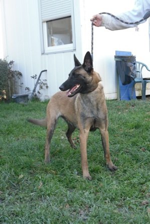 Photo de Folka, CHIEN Berger belge malinois Fauve charbonnee