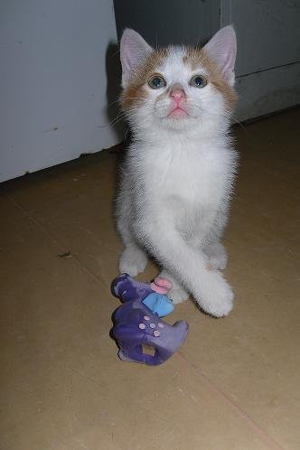 Photo de Dartagnan, CHAT Europeen Roux et blanc