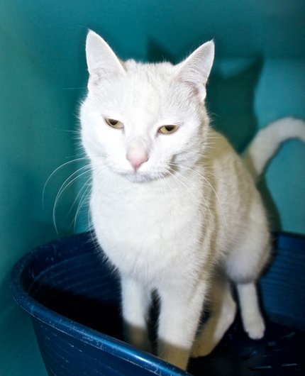 Photo de Hakita, CHAT Europeen Blanche