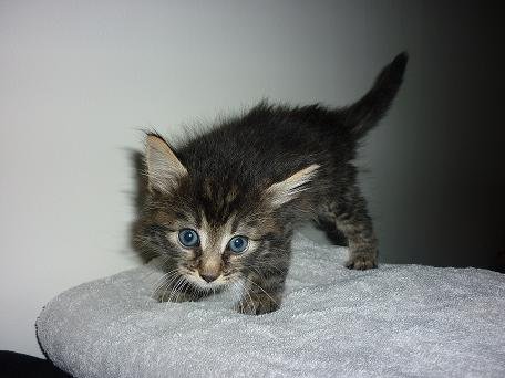 Photo de Aslan, CHAT Europeen Tigre fonce