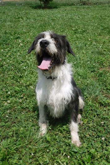 Photo de Bones, CHIEN X griffon Noire et blanche