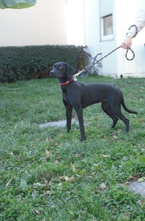 Photo de Grignette, CHIEN Labrador x dogo canario Noire