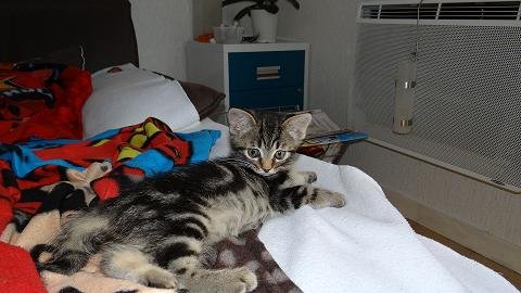 Photo de Stone, CHAT Europeen Tigree