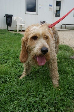 Photo de Bella, CHIEN Griffon Blanc et roux