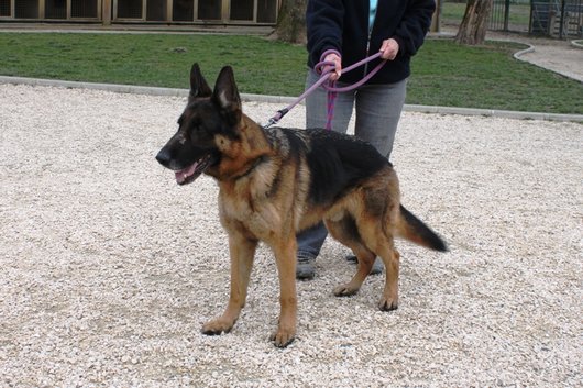 Berger Allemand Noir Feu