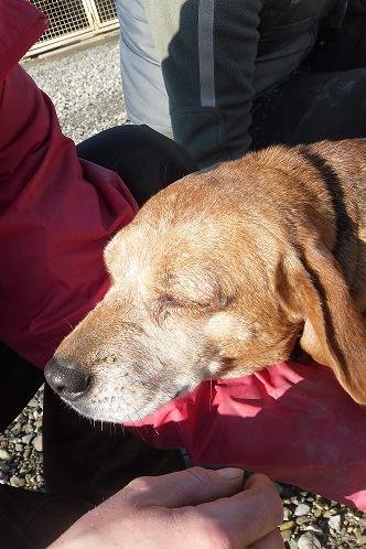 Photo de Verone, CHIEN X beagle Noir et feu