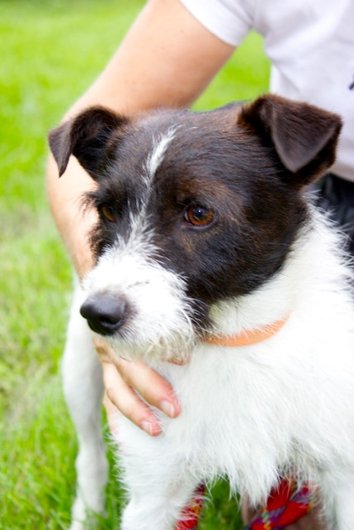 Photo de Jerry, CHIEN X fox terrier Noir et blanc