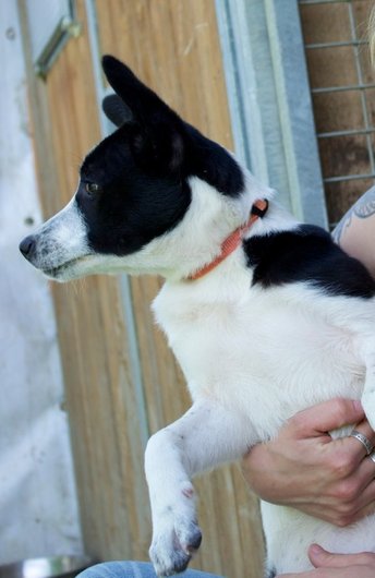 Photo de Ilia, CHIEN X basenji Noir et blanche