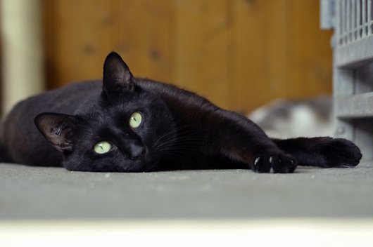 Photo de Gamin, CHAT Europeen Noire