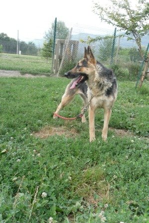 Photo de Gessi, CHIEN X berger allemand Noir et feu