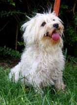 Photo de Chanel, CHIEN Bichon maltais Blanche