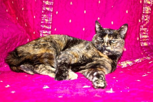 Photo de Turtle, CHAT Europeen Ecaille de tortue