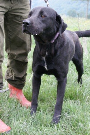 Photo de Mozart/airox, CHIEN Labrador Noire