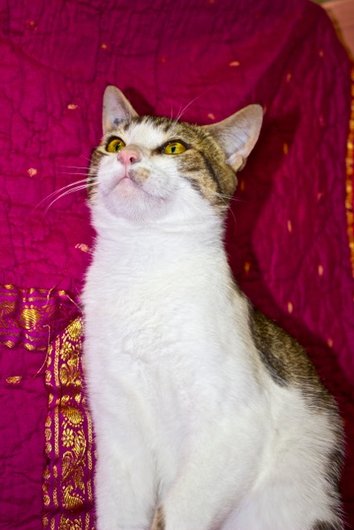 Photo de Google, CHAT Europeen Tigre et blanc