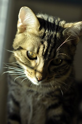 Photo de Tarzan, CHAT Europeen Tigré brun