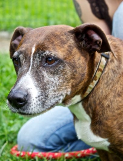 Photo de Lea, CHIEN X boxer Bringé