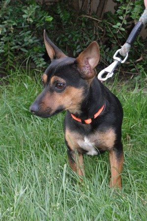 Photo de Vito, CHIEN Teckel x pinscher Noir et feu