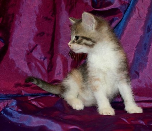 Photo de Abricot, CHAT Europeen Gris, blanc et abricot