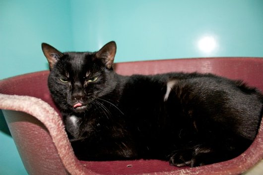 Photo de Etnik, CHAT Europeen Noire